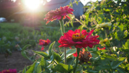 red flowers with sunburst in early evening